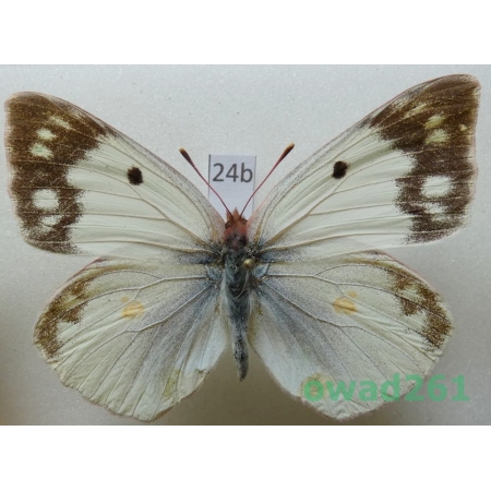 Colias chlorocoma tkatschukovi O. Bang-Haas, 1936 female Armenia24b